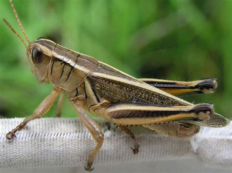 Grasshoppers thrive on the warming Wyoming range | WyoFile