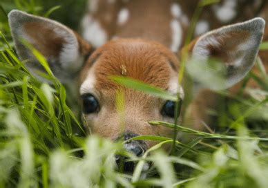 Whitetail Deer Fawns