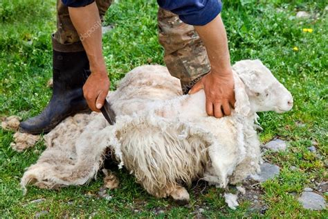 Shearing sheep Stock Photo by ©prescott10 76469257