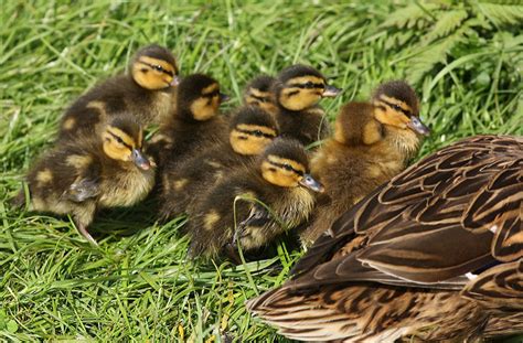 Canard colvert - Poules et Cie