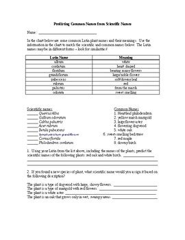 Binomial Nomenclature WS by Alyssa Leopard | Teachers Pay Teachers