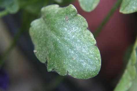 Spider Mites – Control on Tomatoes | Walter Reeves: The Georgia Gardener