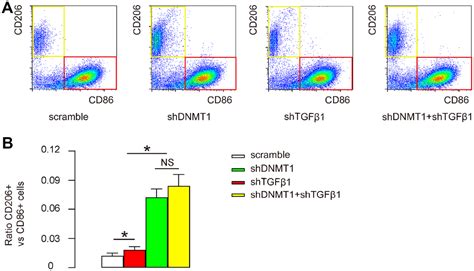 Epigenetic modulation of macrophage polarization prevents lumbar disc ...