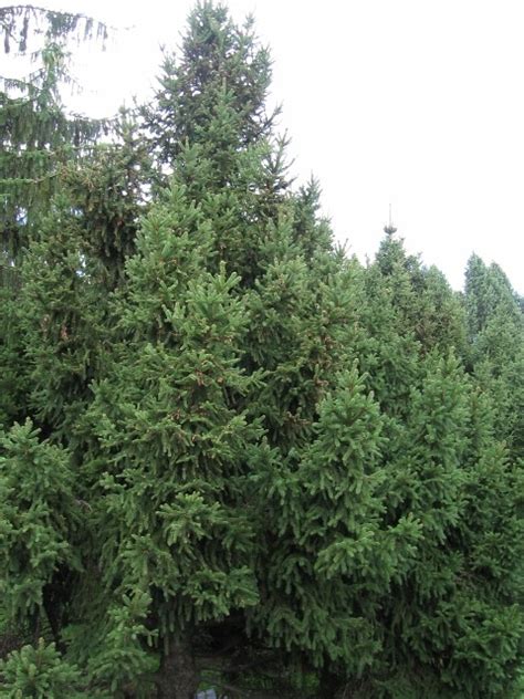 Picea abies (Norway Spruce) – Mount Royal Seeds