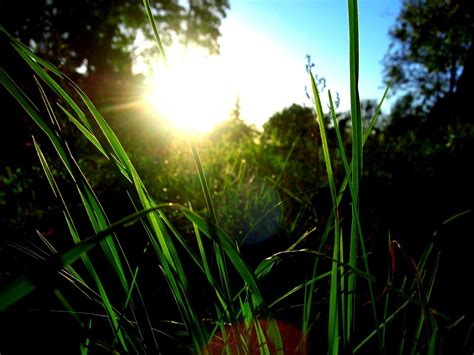 grass & sun Free Photo Download | FreeImages