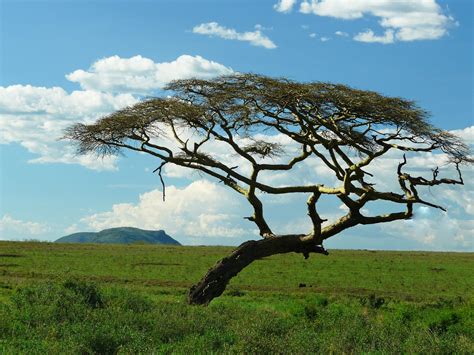 Acacia tree – Serengeti | Acacia tree, Serengeti, Savanna biome