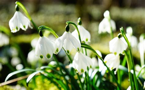 Download wallpapers spring, 4k, snowdrops, primroses, close-up, white flowers for desktop free ...