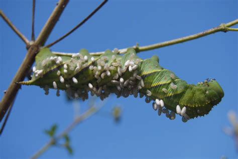 Tomato Hornworms | How to Identify and Prevent This Garden Killer