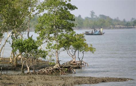 Explained | How mangroves help in averting climate change risks - The Hindu