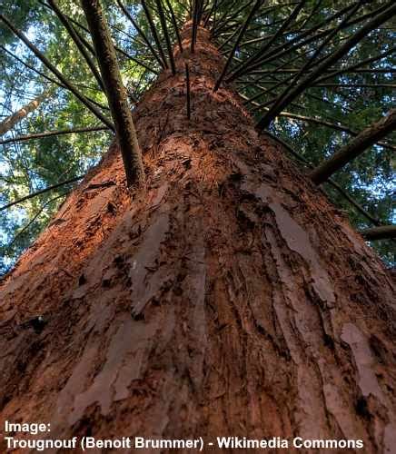 Yew Trees: Types, Berries, Leaves (Pictures) – Identification