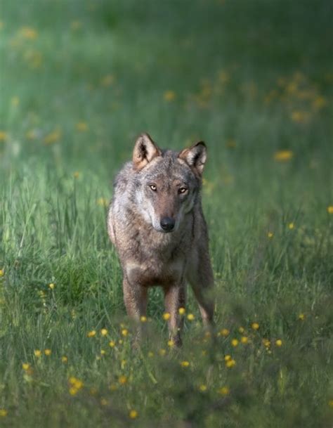 210+ Coyote Names: The Best and Most Unique Names for Coyotes