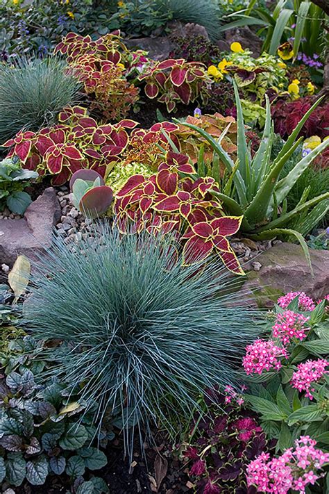 Festuca Glauca | Grasses | Blue Grass | The Gardener : The Gardener