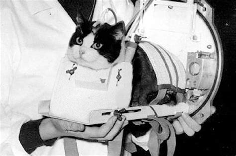 On this day in space Oct. 18, 1963: Félicette becomes the 1st cat in space! | protothemanews.com