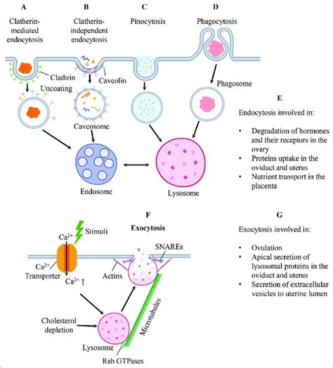 Four main types of endocytosis and a proposed exocytosis involving ...