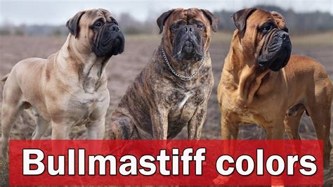 Bullmastiff Colors | Different Types of Bullmastiff Colors And Pattern ...