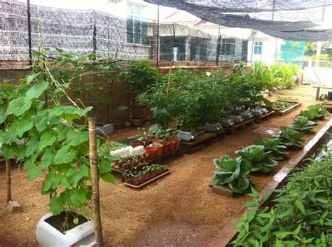 Kebun Sayur Mini Di Belakang Rumah - Brazil Network