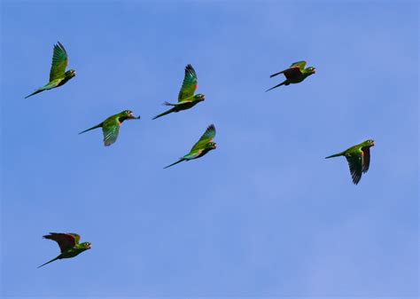 Hispaniolan Parakeet - Owen Deutsch Photography