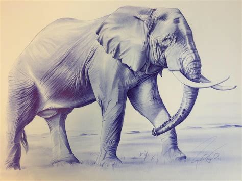 Finished African Elephant in blue ballpoint pen, 18x24 : drawing