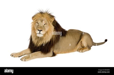 Lion in front of a white background Stock Photo - Alamy