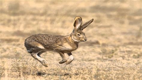 Free photo: Jackrabbit - Animal, Nature, Rabbit - Free Download - Jooinn