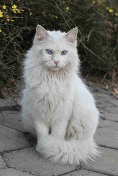 White Cats With Blue Eyes: Breeds And Price