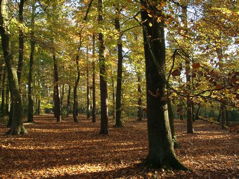 File:Woodland English Autumn Sunlit.JPG