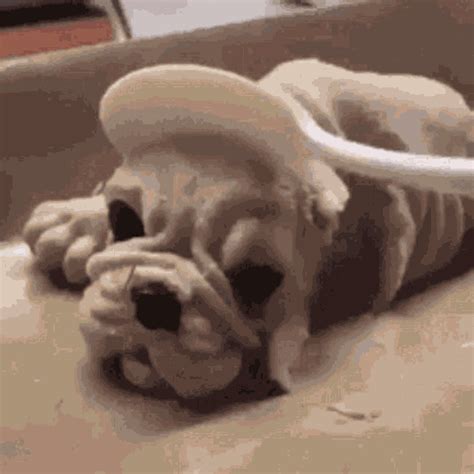 Dead Dying GIF - Dead Dying Dog - Discover & Share GIFs