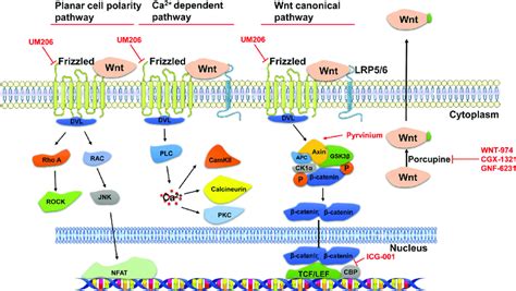 Wnt signaling pathways and the intervention targets of Wnt pathway... | Download Scientific Diagram