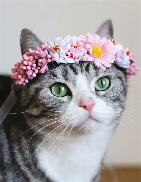 Cat with flower crown | Cats, Cute cats, Pretty cats