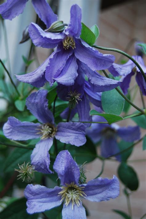 Clematis 'Blue Boy' _/\/\/\/\/\_ … | Purple flowers garden, Clematis ...