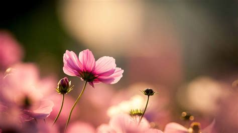 Pink Cosmos Flower Mac Wallpaper Download | AllMacWallpaper