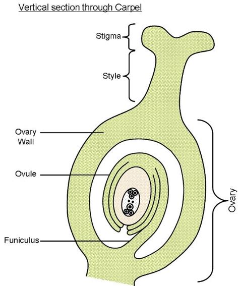 Flower Biology