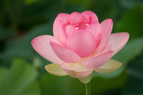 Stages of a Lotus Flower Blooming at Kenilworth Aquatic Gardens — Todd Henson Photography