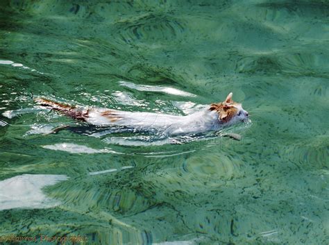 Kittens Swimming