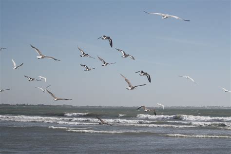 Free Images : sea, coast, ocean, seabird, flock, gull, vertebrate, shorebird, bird migration ...