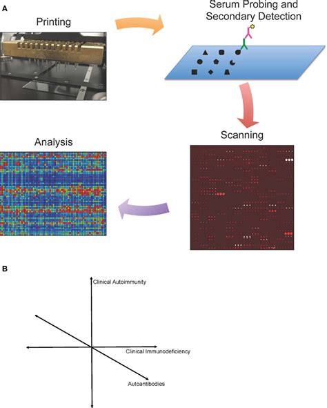 Frontiers | Protein Microarrays: A New Tool for the Study of Autoantibodies in Immunodeficiency ...