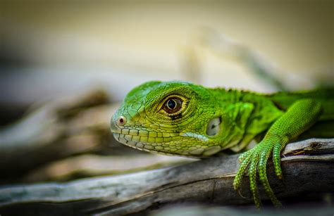 Green iguana lizard wallpaper | animals | Wallpaper Better