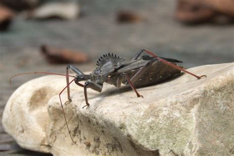 Springfield Plateau: Assassin Bug Larva