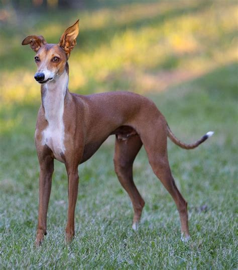 Italian Greyhound - The smallest of the sighthound breeds, the Italian Greyhound probably ...