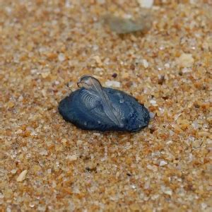 Velella - Facts, Diet, Habitat & Pictures on Animalia.bio