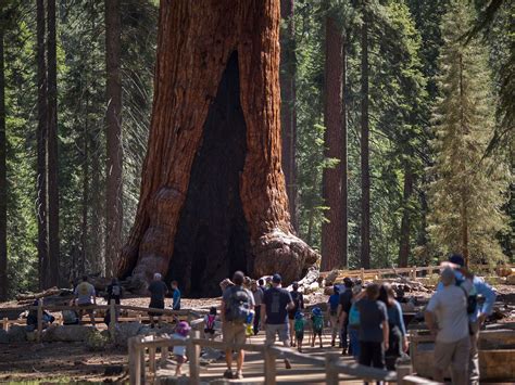 Wildfire near Yosemite National Park threatens its largest grove of ...