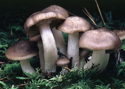 California Fungi: Lyophyllum decastes