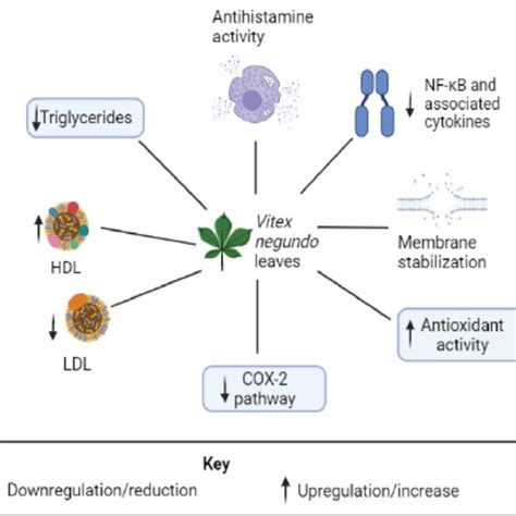 Cardioprotective mechanisms of Vitex negundo leaves (Created with... | Download Scientific Diagram