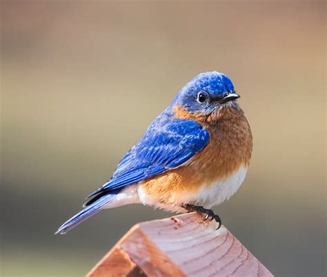 Bluebird Eastern Bird - Free photo on Pixabay - Pixabay