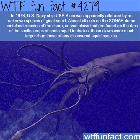 giant squid attacked the navy ship uss stein