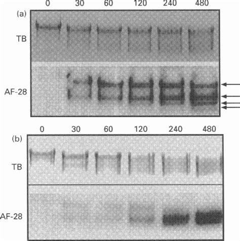 Figure 2 from Development of a cleavage-site-specific monoclonal ...