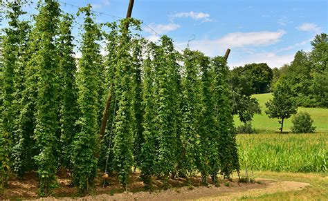 Houblon (Humulus lupulus), un composant de la bière : plantation, culture