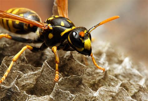 Wasp venom peptides show potential as potent antibiotic candidate