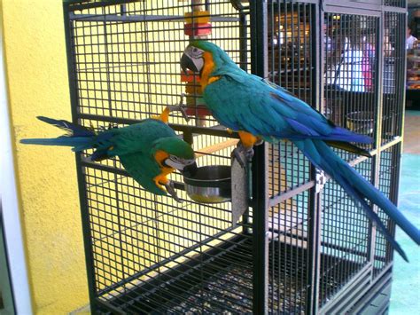 blue and gold macaw cage | Macaw cage, Macaw, Large bird cages