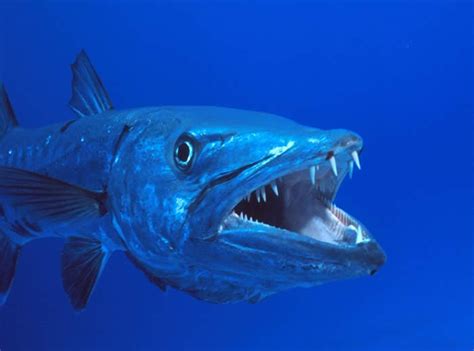 Barracuda, "the tiger of the sea" | Facts About All